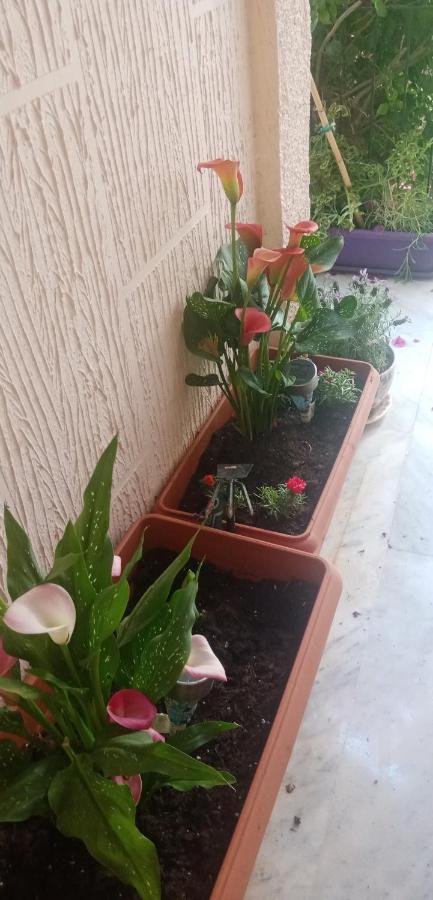 Aegina'S Flowers House Екстер'єр фото